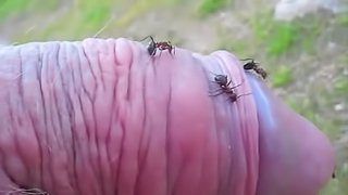 Kinky dude pokes his small cock into an ant hill and enjoys it