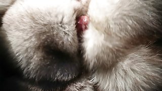 arctic fox fur stroke